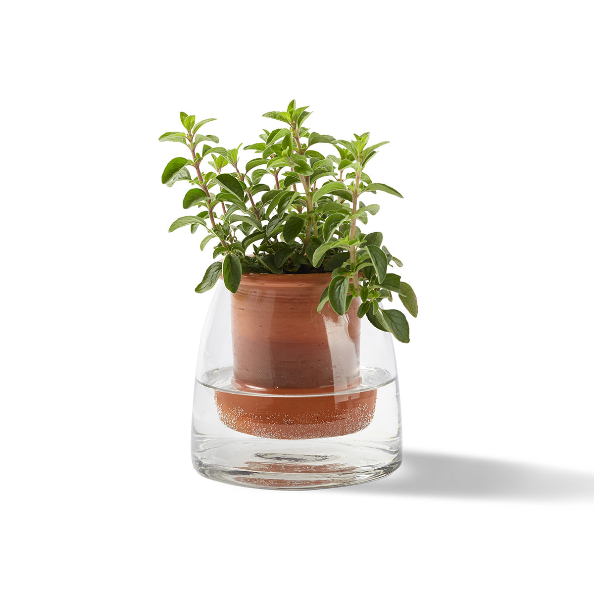 self watering terra cotta planter Glass and Terra Cotta Self-Watering Planter