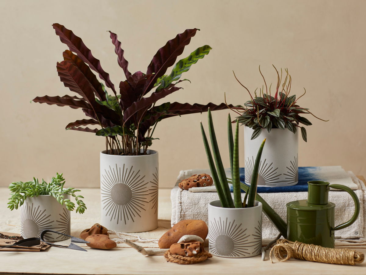 Sunrise-to-Sunset Planter Small